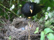 Amsel-1-Tag-7.jpg